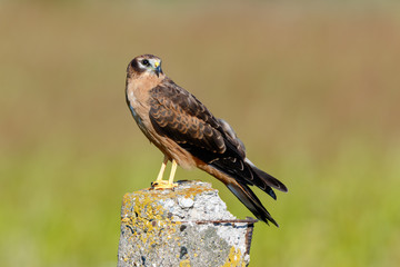 Montagu's Harrier (Circus pygargus).