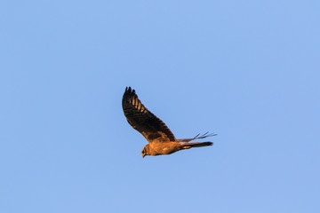 Montagu's Harrier (Circus pygargus).