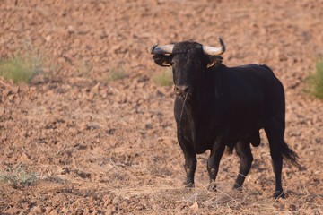 Spanish bull