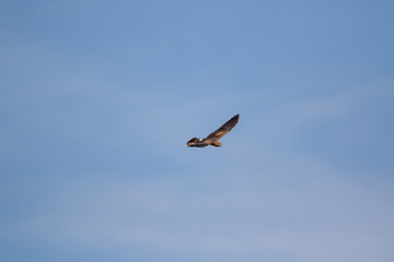 Obraz premium Montagu's Harrier (Circus pygargus).