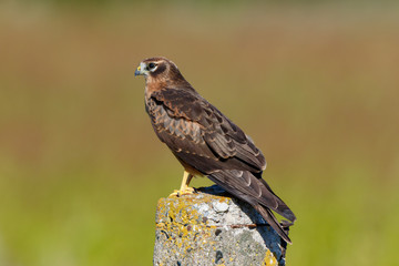 Montagu's Harrier (Circus pygargus).