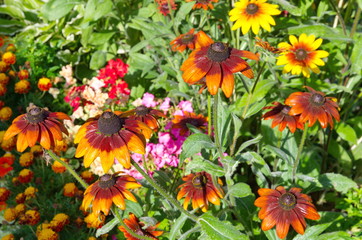 Rudbecia in bloom in the garden on a Sunny day 
