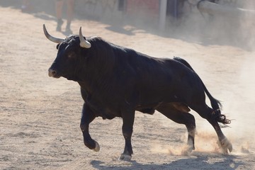 Spanish bull