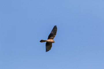 Montagu's Harrier (Circus pygargus).