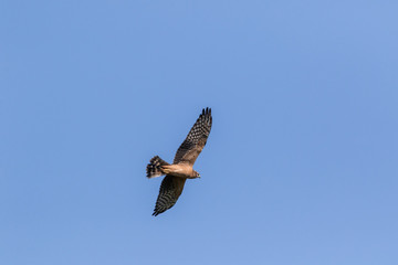 Obraz premium Montagu's Harrier (Circus pygargus).