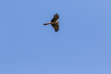 Montagu's Harrier (Circus pygargus).