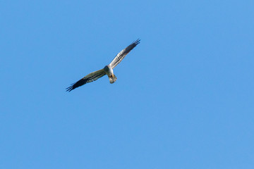 Montagu's Harrier (Circus pygargus).