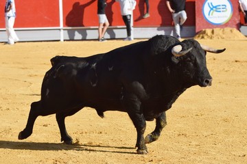 Spanish bull