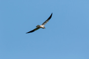 Montagu's Harrier (Circus pygargus).