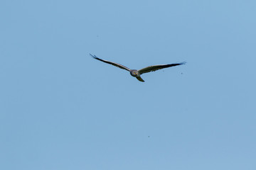 Montagu's Harrier (Circus pygargus).