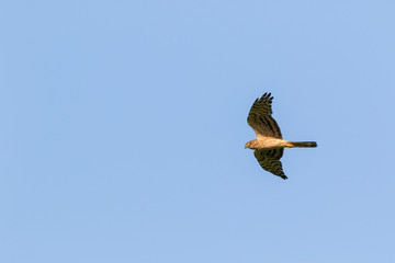 Montagu's Harrier (Circus pygargus).