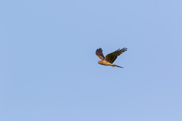 Montagu's Harrier (Circus pygargus).