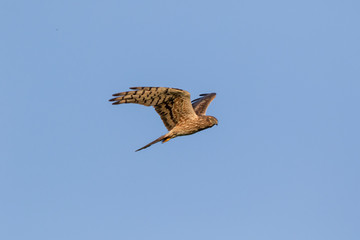 Montagu's Harrier (Circus pygargus).