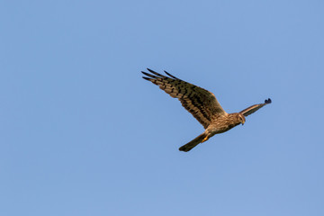 Montagu's Harrier (Circus pygargus).