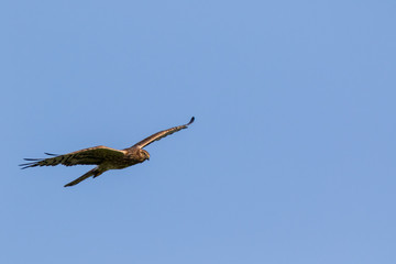 Montagu's Harrier (Circus pygargus).