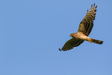 Montagu's Harrier (Circus pygargus).