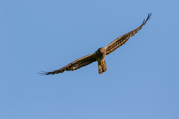 Montagu's Harrier (Circus pygargus).
