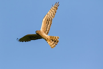 Montagu's Harrier (Circus pygargus).