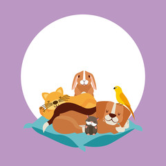 pet and veterinary
