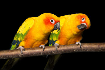 Pair of Sun Conures on a black background