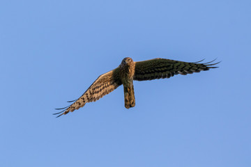 Montagu's Harrier (Circus pygargus).