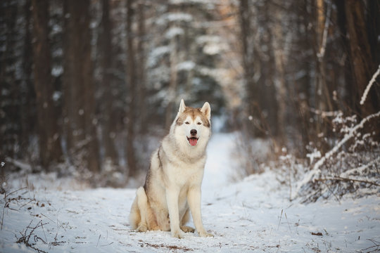 Portrait of beautiful and free Siberian Husky dog sitting in the winter forest at sunset.