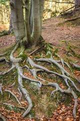 Baumwurzeln im Wald