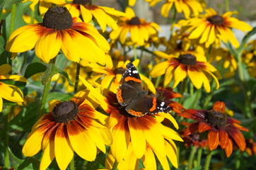 Blooming rudbeckia and butterfly Admiral (lat. Vanessa atalanta)