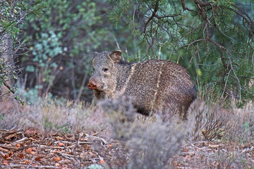 On the edge of the National Forest in Sedona, Arizona, a Javelina (Tayassu Tacaju) keeps a wary eye on the photographer.