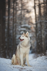 Profile Portrait of gorgeous and free Siberian Husky dog sitting in the winter forest at sunset.