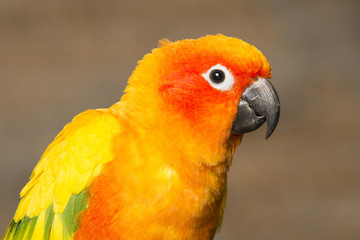 Sun Conure on a blurred background