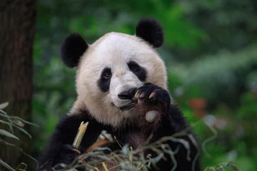 Fensteraufkleber Happy Panda Bear Waving at the Viewer, Bifengxia Panda Reserve in Ya'an - Sichuan Province, China. Endangered Species Animal Conservation, Fluffy cute panda bear waving its paw in the air © Cedar