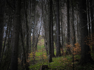 Carpathian Mountain Cool Forest