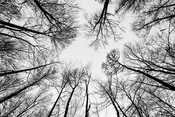 crown of tree with  sky