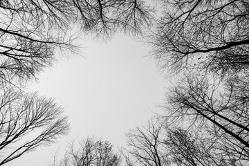 crown of tree with  sky