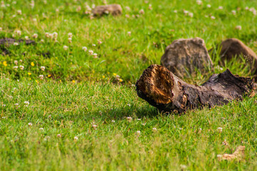 Wet Log in the Grass