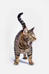 hungry cat shouting