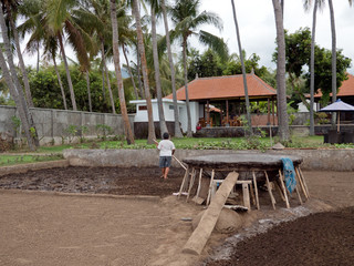 Production of sea salt in the Bali,Indonesia. Salt crystallizes out of the ground in salt farm,...