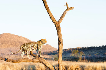 Leopard (Panthera pardus), im Baum