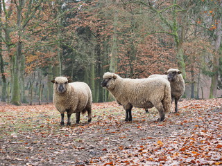 Das Shropshire-Schaf ist eine alte Hausschafrasse - The Shropshire sheep is an old domestic sheep...