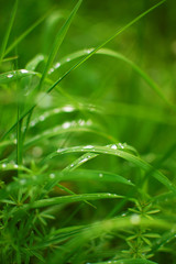 Green grass with rain drops.