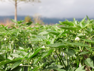 Green chili pepper in the vegetable garden. Ripe pods of green chili pepper on bush in garden.