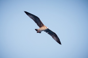 Fototapeta na wymiar Soaring eagle hunting in the greece island of thassos