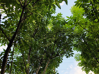 Outdoor in summer residence. Trees on the sky