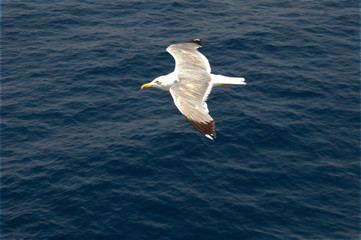 Seagull flight over deep blue sea water, picture from above side