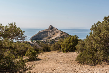 Fototapeta premium Relic juniper grove in the Crimea