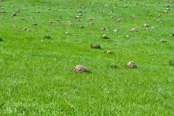 Obraz premium Closeup of a green meadow destroyed by many molehills.