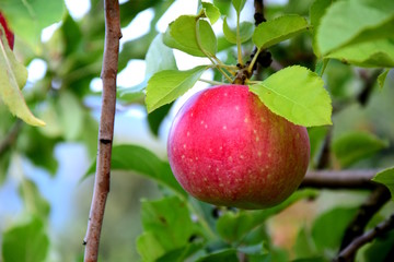 Reifer knackiger roter Apfel an einem Ast