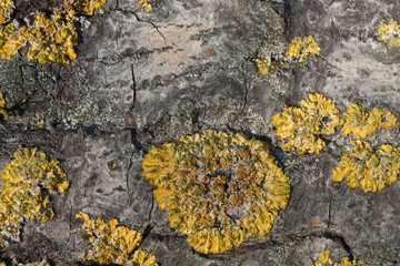 common orange lichen, xanthoria parietina on poplar tree