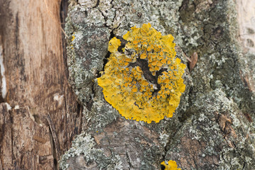 common orange lichen, xanthoria parietina on poplar tree